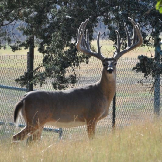 Big Rack Ranch Trophy Whitetail Breeding & Texas Whitetail Hunting